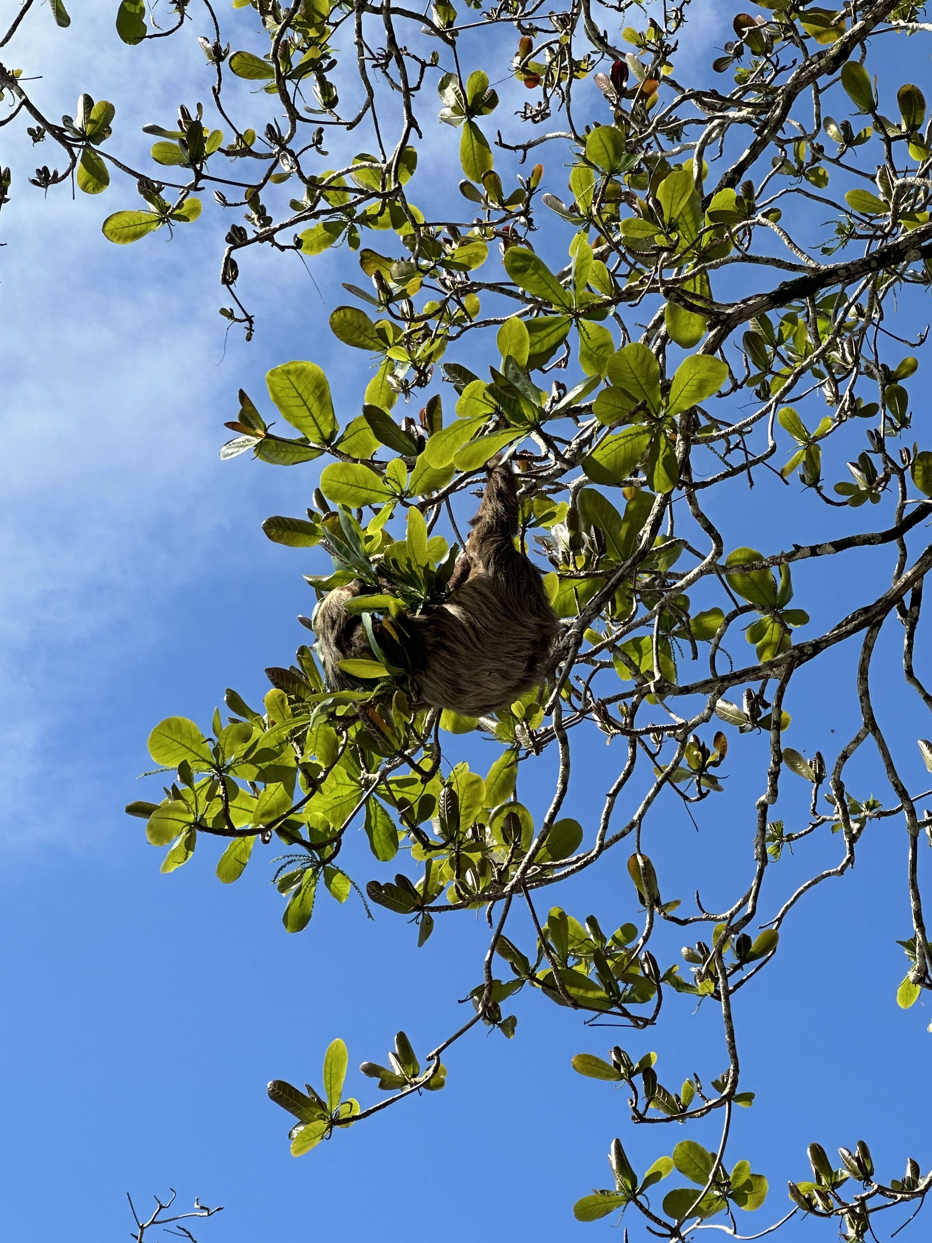 Three-toed sloth hanging in a tree in Puerto Viejo, Costa Rica